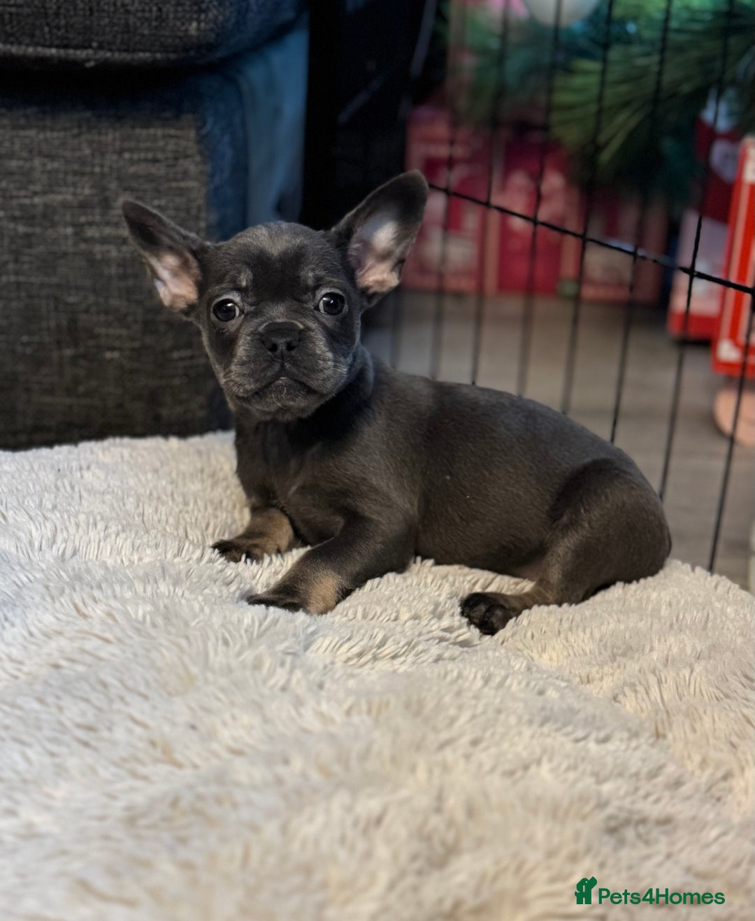 French Bulldog dogs for sale: Chunky french bulldog - Advert 4