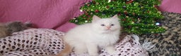Ragdoll cats for sale: 💗Stunning GCCF registered Ragdoll Kittens. - Advert 28