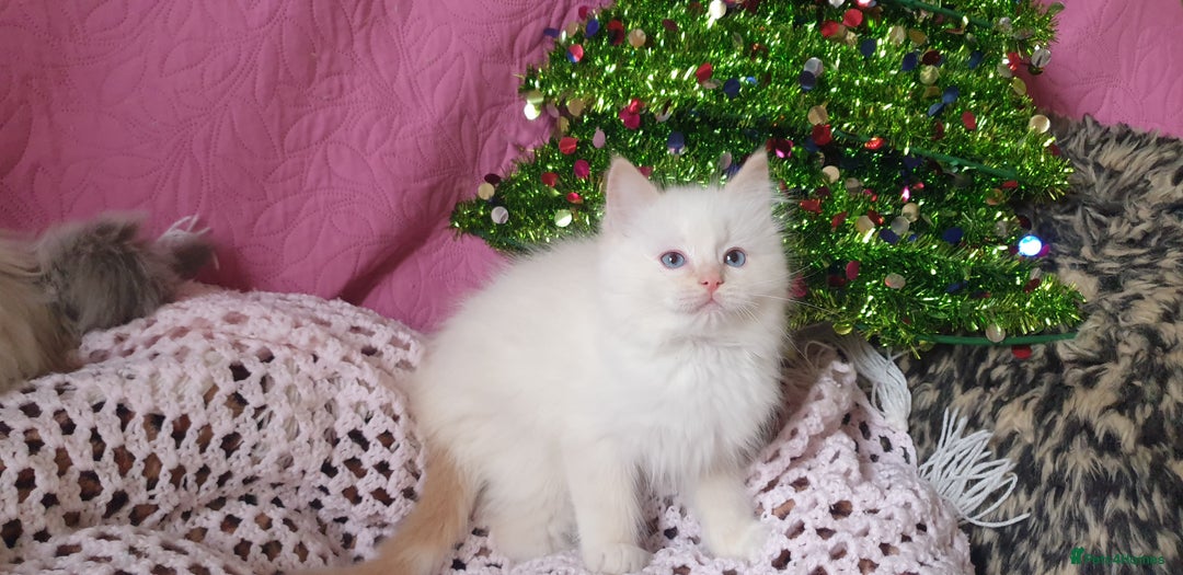 Ragdoll cats for sale: 💗Stunning GCCF registered Ragdoll Kittens. - Advert 28