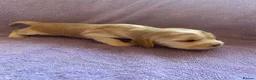 Cocker Spaniel dogs for sale: KC Registered. Show Type Cocker Spaniel Puppies. - Advert 9