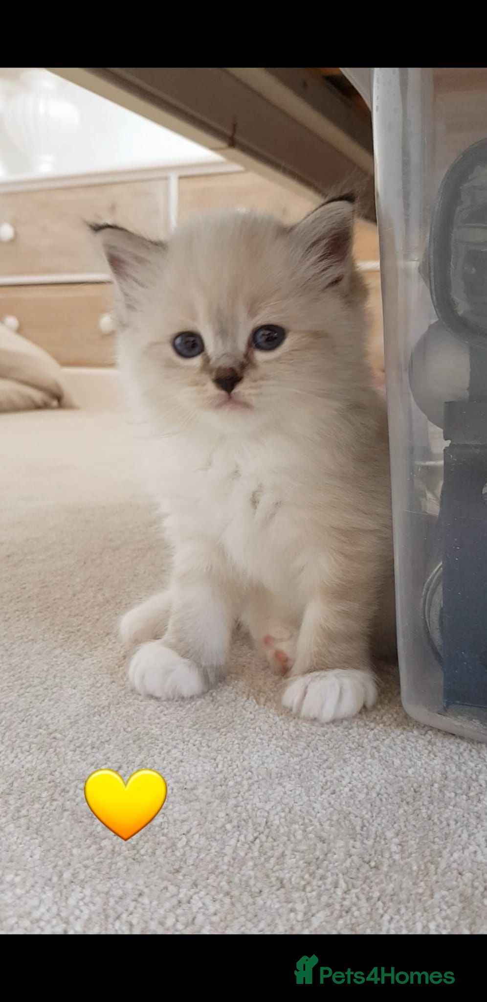 Ragdoll cats Stunning Rare Mink and Traditional Ragdolls. TICA - Advert 1