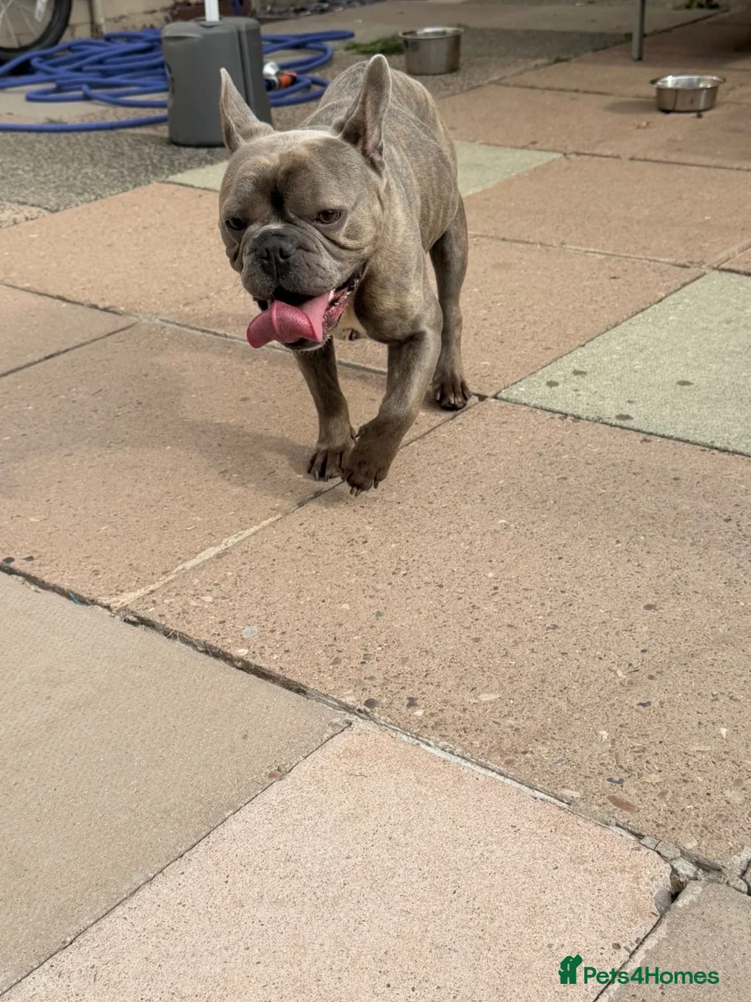 Mixed Breed dogs for sale: Loving 2-Year-Old Frenchton Male 🐾🦴 in Crewe - Advert 9