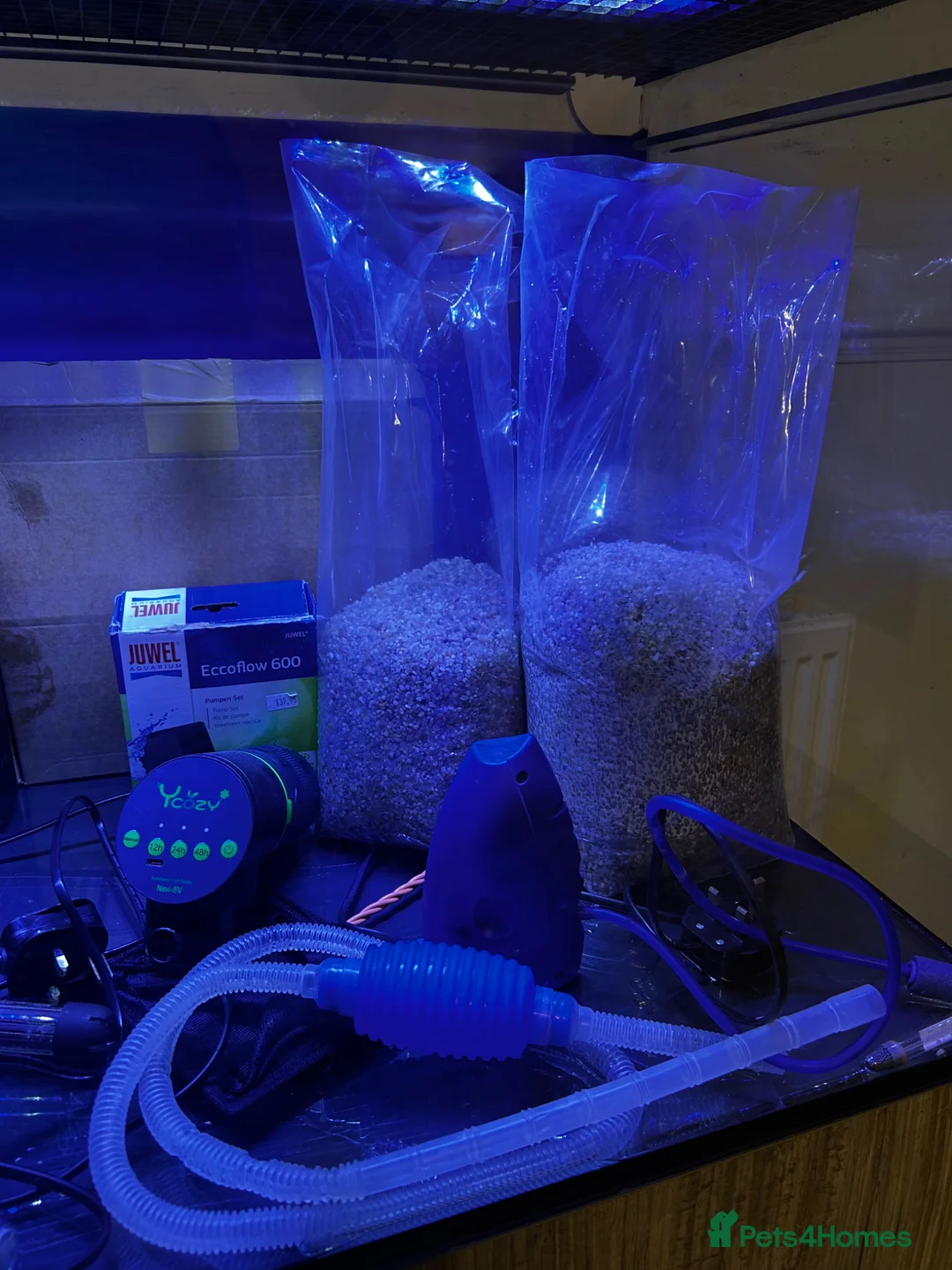 Catfish fish for sale: Fish tank  - Advert 10