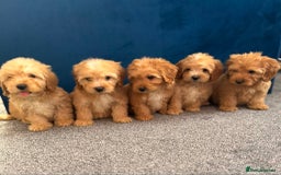 Cockapoo dogs for sale: Ready to go beautiful puppies  - Advert 1