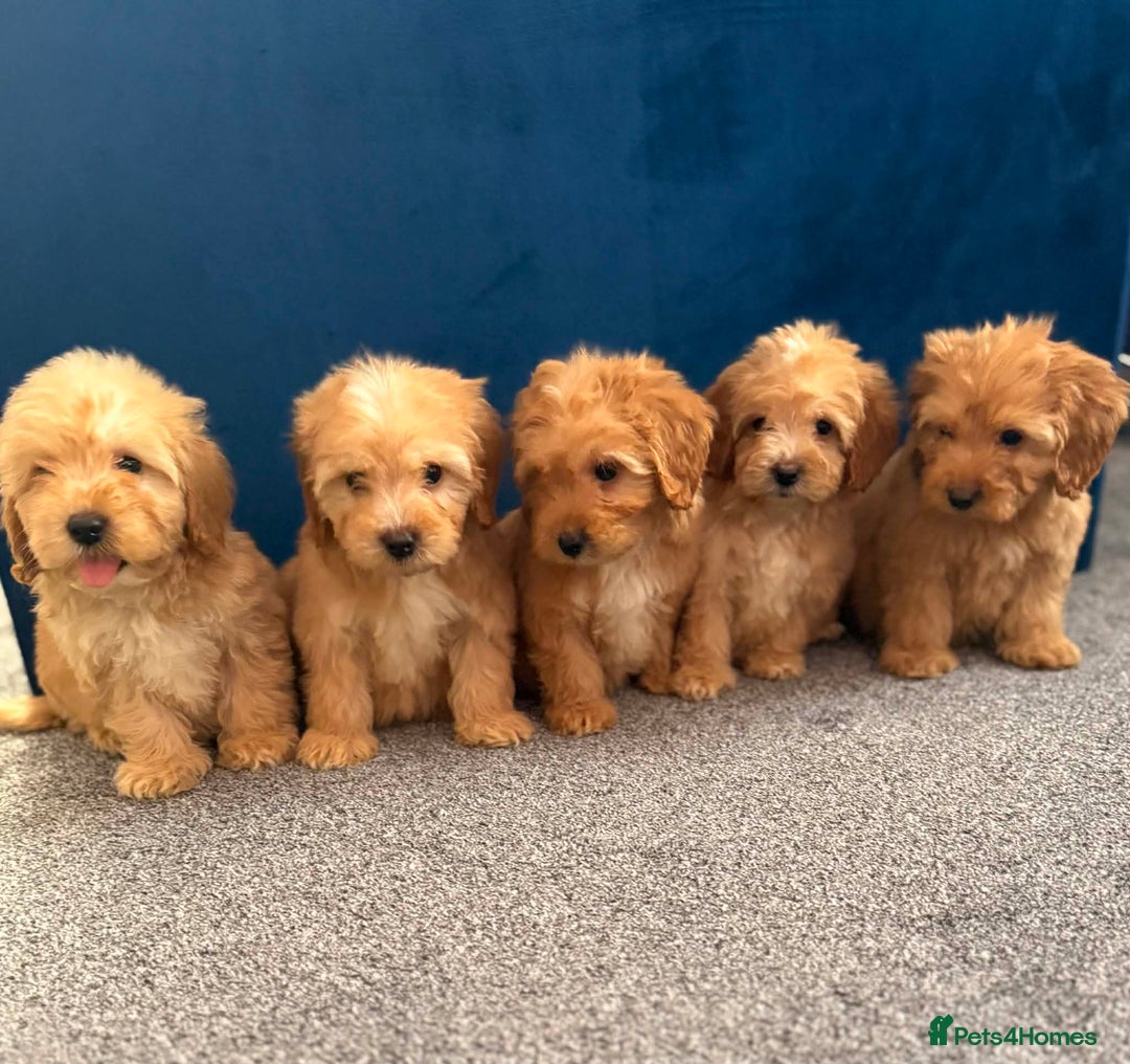 Cockapoo dogs for sale: Ready to go beautiful puppies  - Advert 1