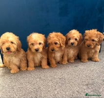 Cockapoo dogs Ready to go beautiful puppies - Advert 12