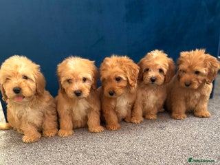 Cockapoo dogs Ready to go beautiful puppies - Advert 3