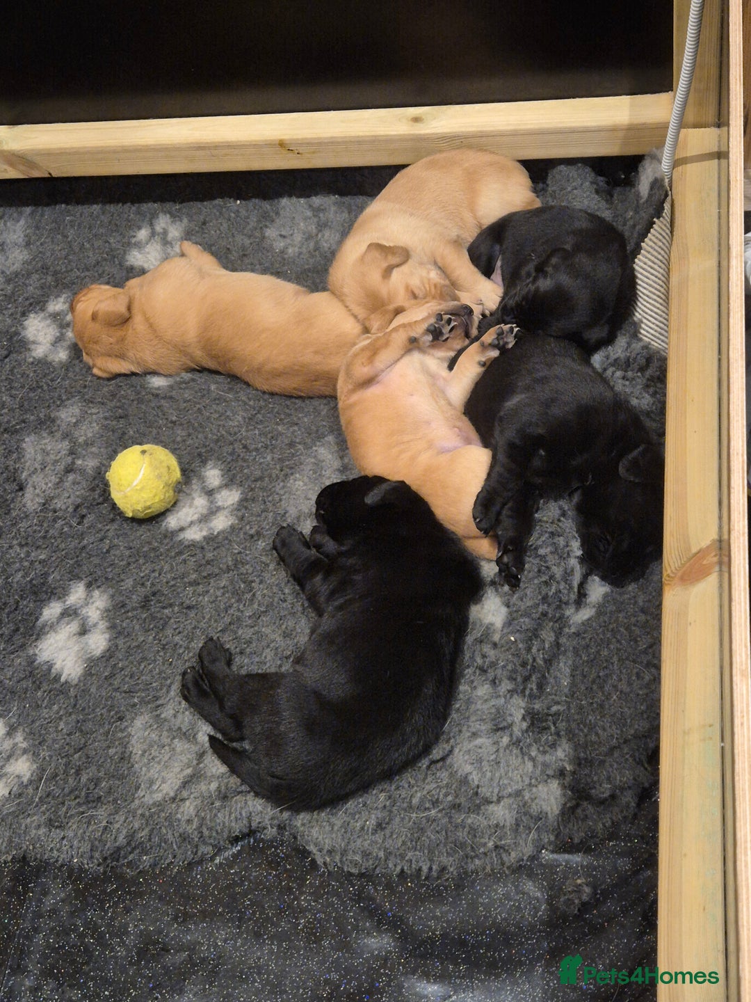Labrador Retriever dogs for sale: Beautiful KC labradors.Trial champion bloodline.  - Advert 4