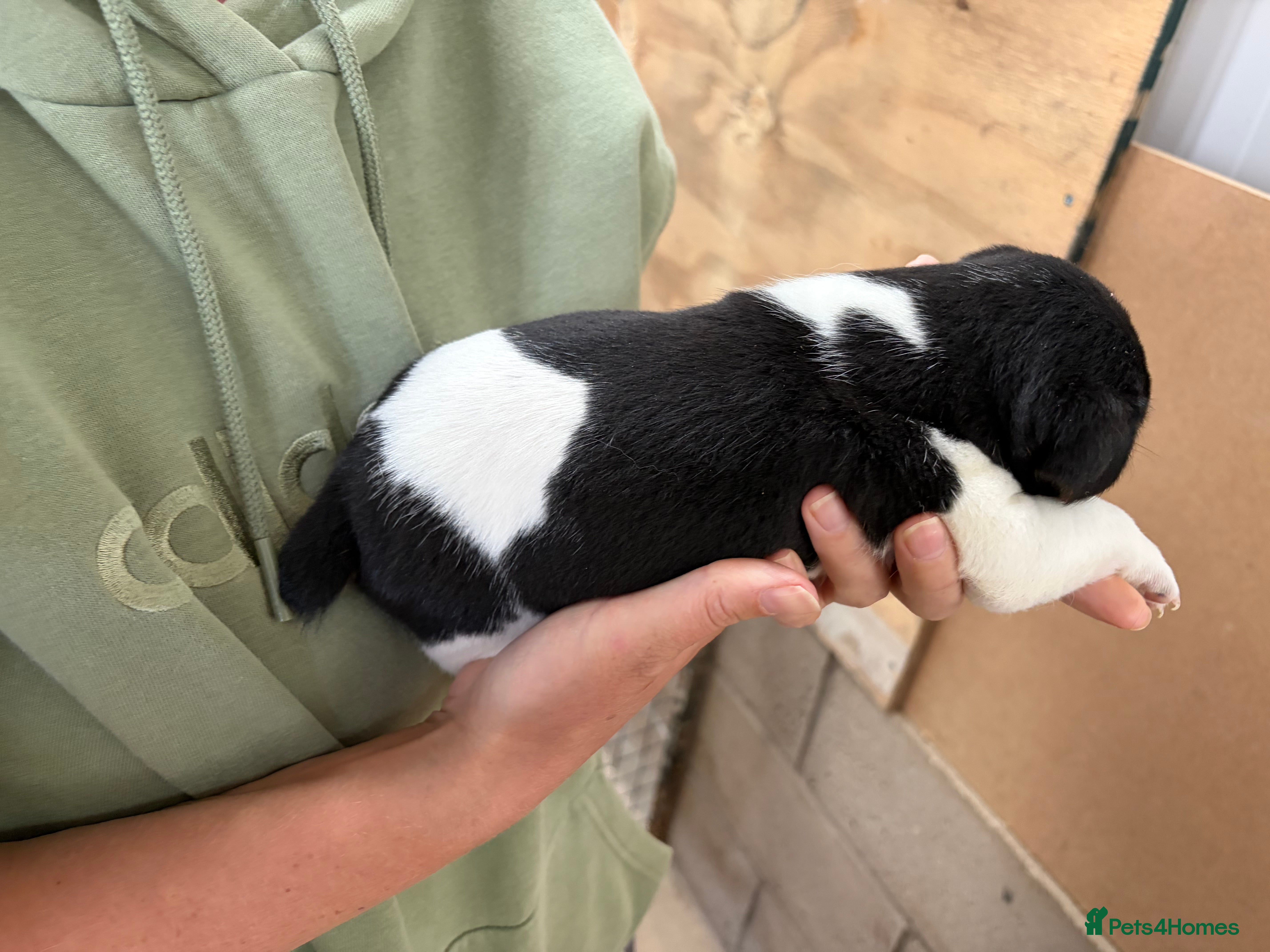 Jack Russell dogs 2 Gorgeous male Jackrussel  puppies for sale  - Advert 2