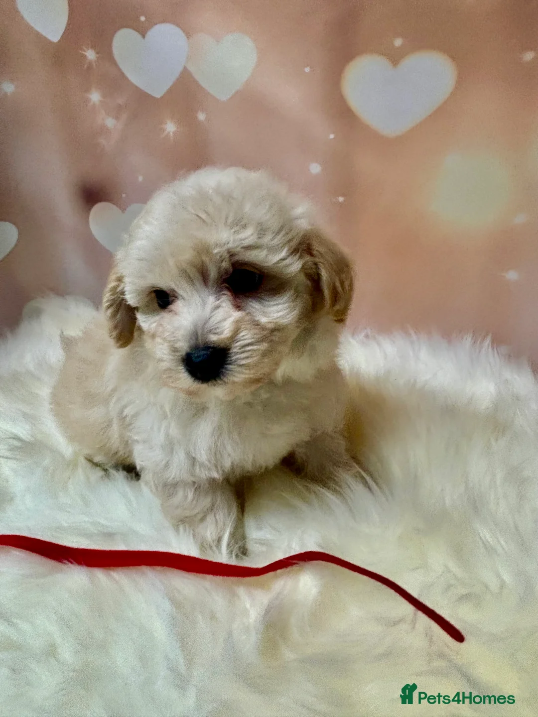 Maltipoo dogs for sale: Adorable Toy F1 DNA Tested Parents  - Advert 24
