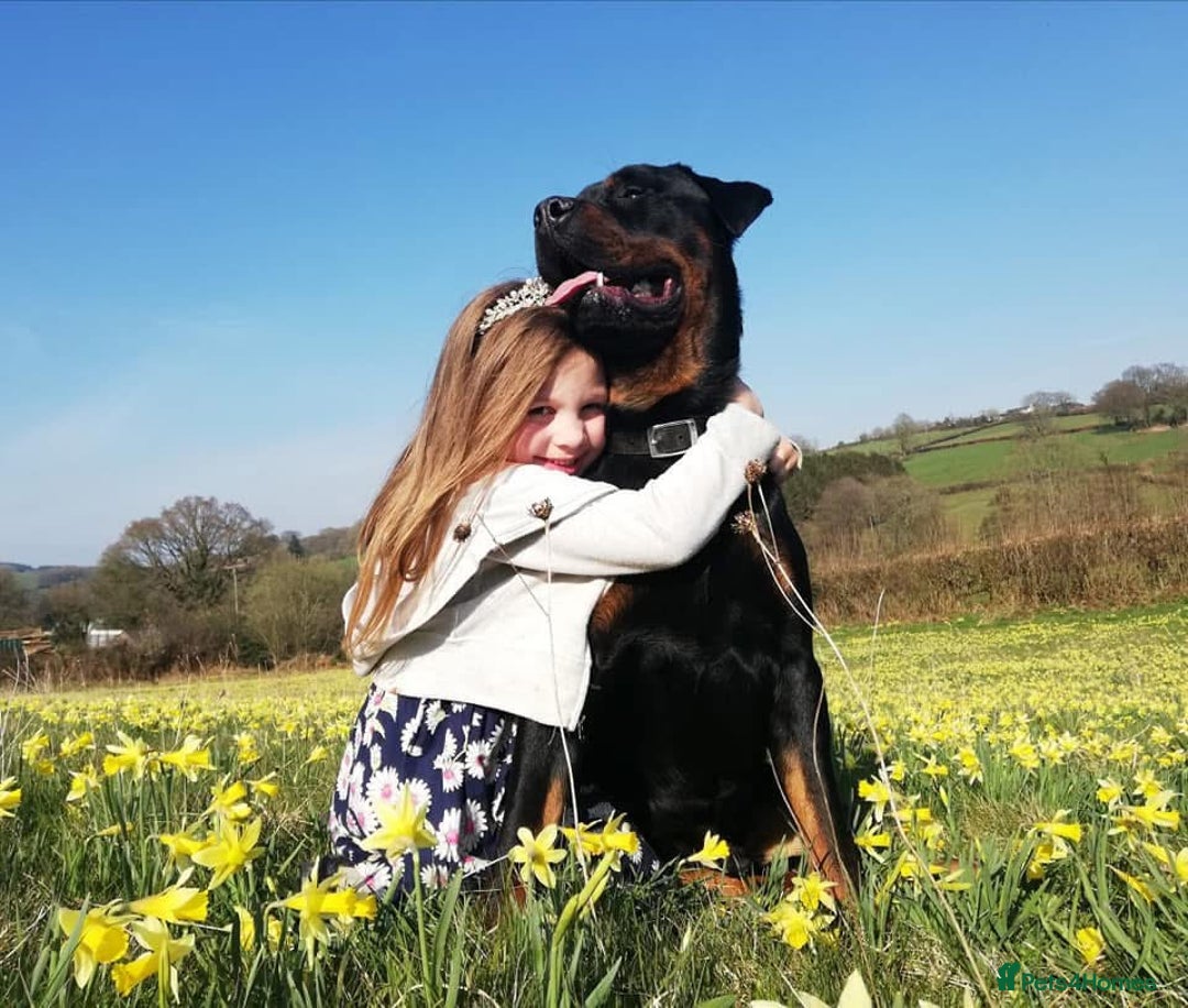Rottweiler dogs for stud: Ralph the Rottweiler🔥 - Image 11
