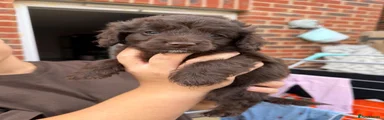 Cavapoo 3