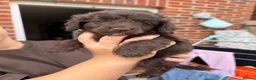 Cavapoo dogs for sale: Rare FB1 Chocolate brown Cavapoos - Advert 3