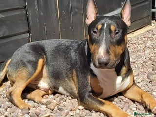 English Bull Terrier dogs in Nantwich - Advert 4