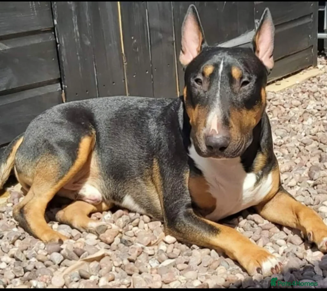 English Bull Terrier dogs for stud: KC REGISTERD ENGLISH BULL TERRIER SOLID BLACK TRI  in Nantwich - Advert 1
