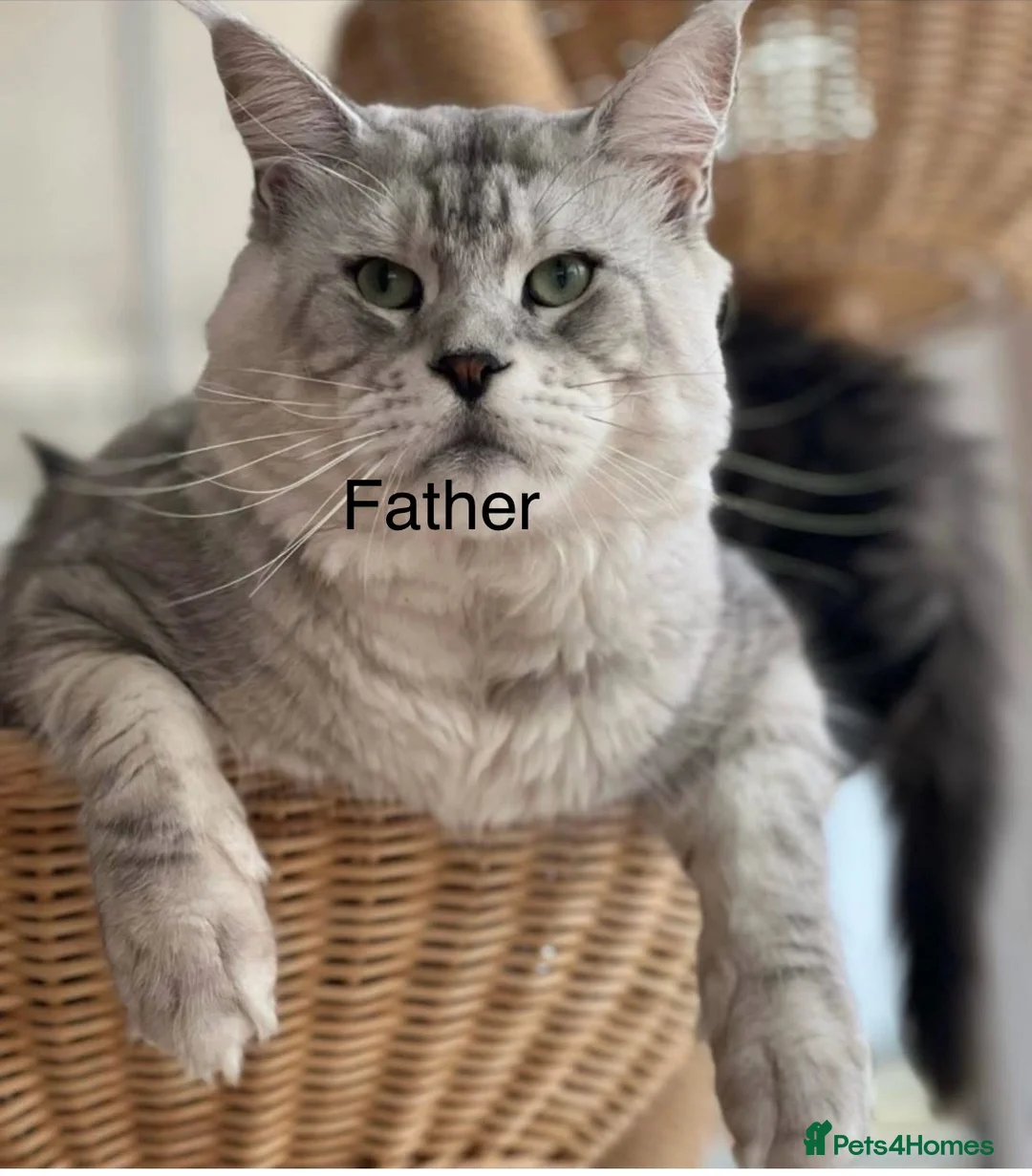 Maine Coon cats for sale: Pedigree Maine Coons - Advert 20