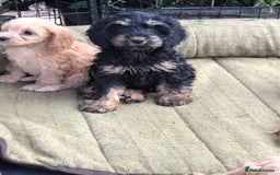 Cockapoo dogs for sale: Beautiful cockapoo f1 puppies - Image 6