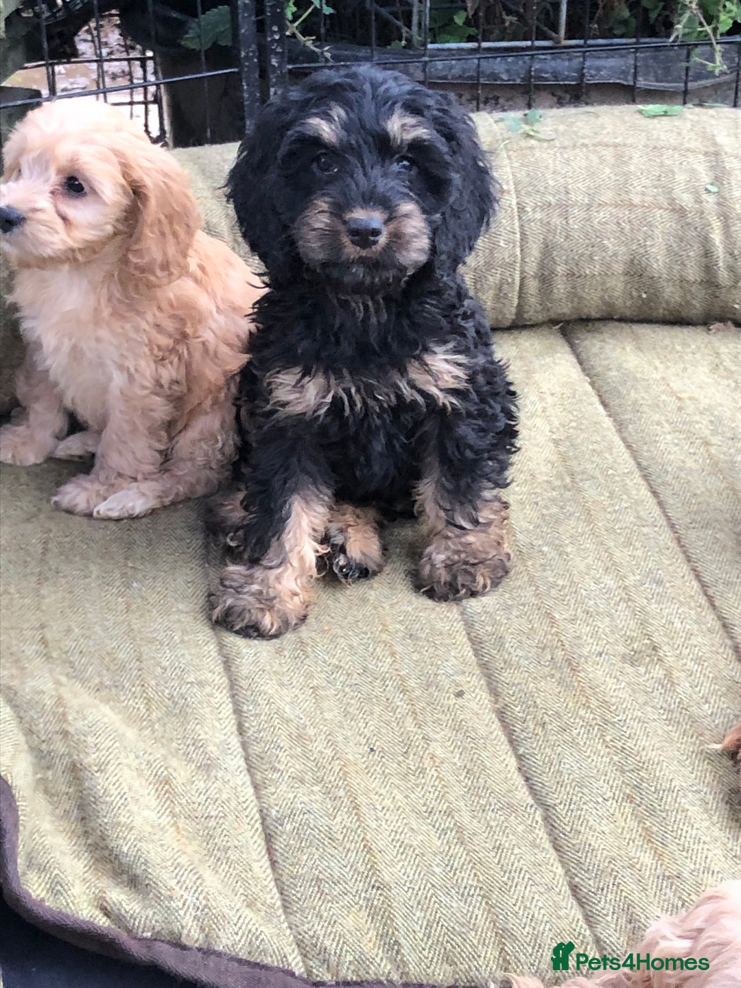Cockapoo dogs for sale: Beautiful cockapoo f1 puppies - Image 6
