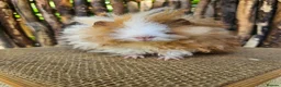 Guinea Pig rodents for sale: Gorgeous Minipli sow gold and white girl ready now - Advert 10