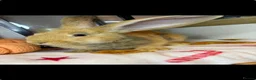 Continental Giant rabbits for sale: Stunning continental giant baby bunny rabbits - Advert 7