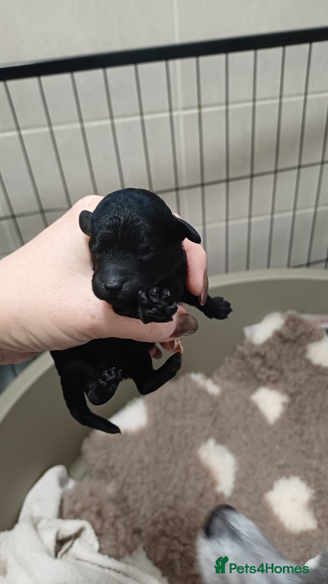 Toy Poodle dogs for sale: Female toy poodle silver  - Image 2