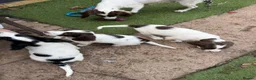 English Springer Spaniel dogs for sale: Engilish springer spaniel puppies  - Advert 37