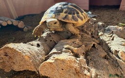 Hermann Tortoise reptiles for sale: Hermann tortoise - Image 1