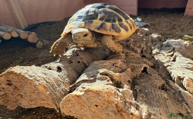 Hermann Tortoise reptiles - Advert 4