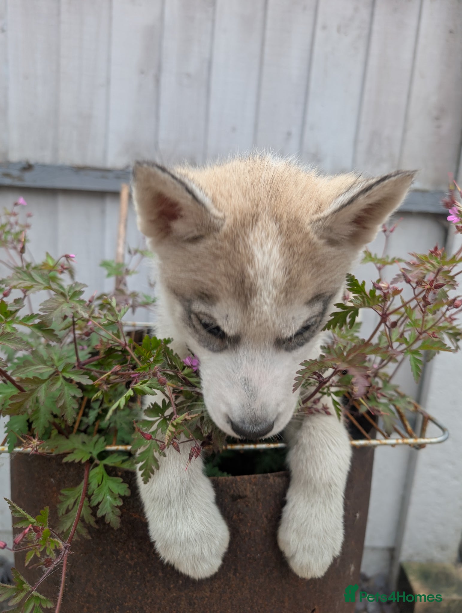 Siberian Husky dogs for sale: Siberian Husky puppies - Advert 12