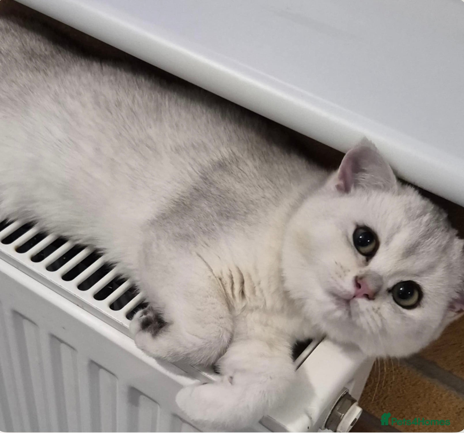 British Shorthair cats Black Silver Tipped  - Advert 17