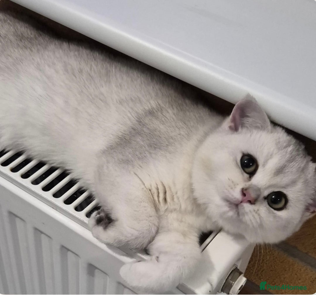 British Shorthair cats for sale: Black Silver Tipped  - Advert 1