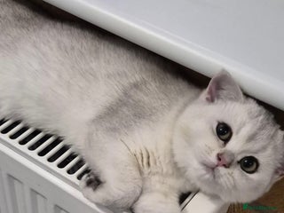 British Shorthair cats Black Silver Tipped - Advert 4