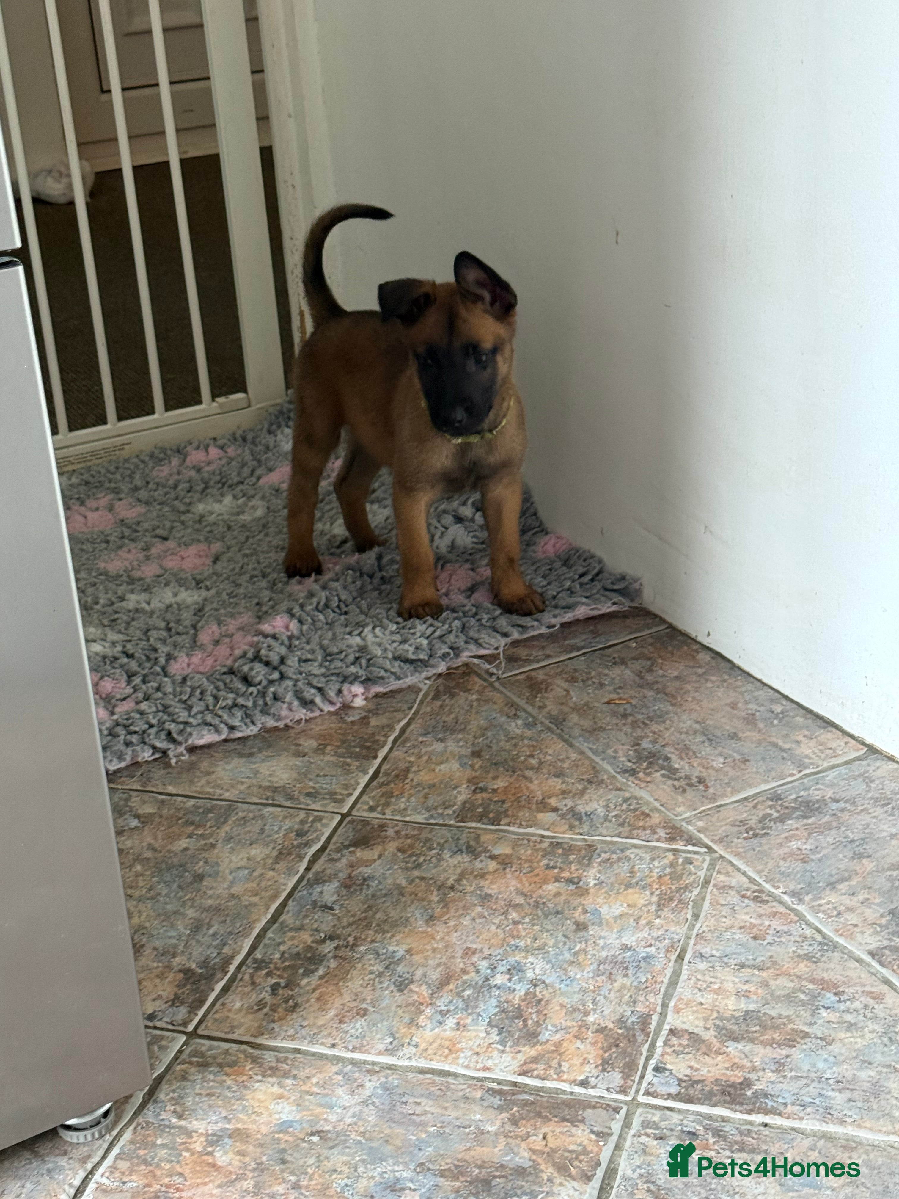 Belgian Shepherd Dog dogs Solid confident pups ready to go   - Advert 2