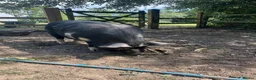 Pig livestock for sale: Kune Kune gilts for sale - Advert 6