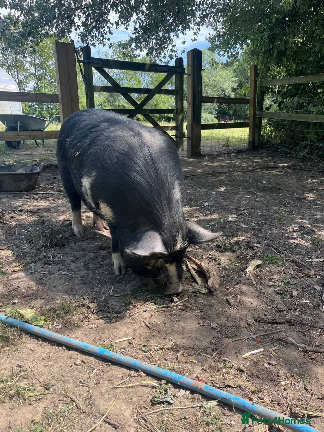 Pig livestock for sale: Kune Kune gilts for sale - Advert 6