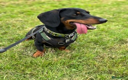 Miniature Dachshund dogs for stud: Snoop is ready to be a stud  - Image 6