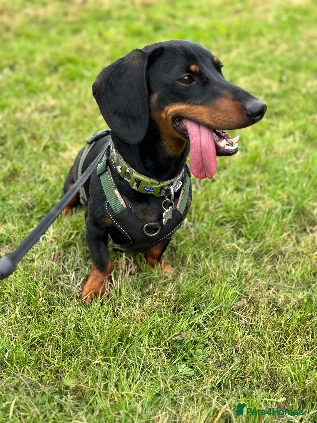 Miniature Dachshund dogs for stud: Snoop is ready to be a stud  - Image 6