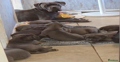 Cane Corso dogs - Advert 2