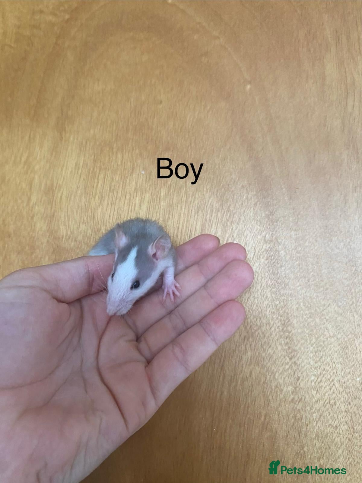 Rat rodents for sale: Mixed sexed baby rats in Chelmsford - Advert 16