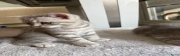 Scottish Fold cats for sale: Scottish Fold and Scottish straight kittens. - Advert 17