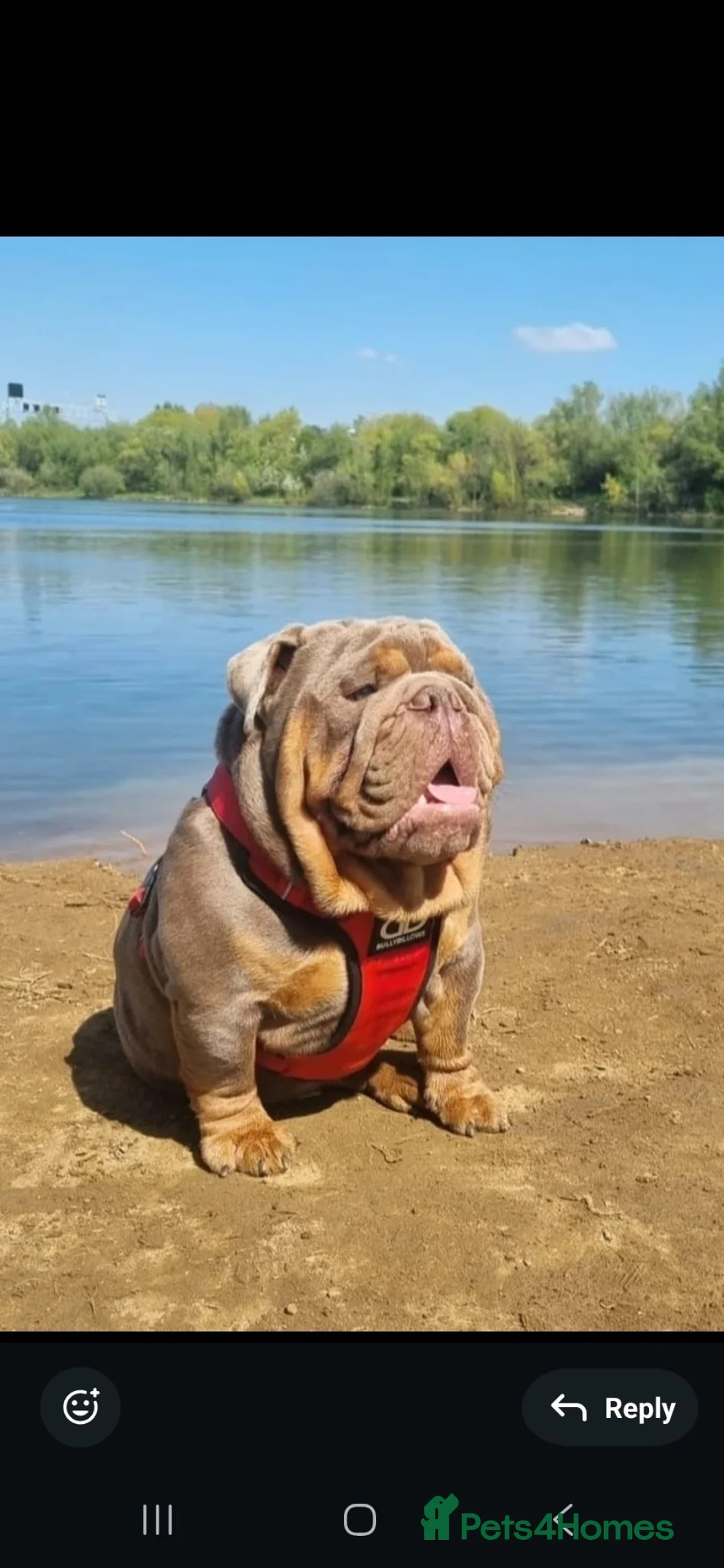 English Bulldog dogs for sale: Expected litter in Halifax - Advert 4