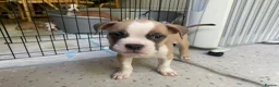 Mixed Breed dogs for sale: Family Raised Bulldog x Boxer Puppies Ready :))) in Bideford - Advert 20
