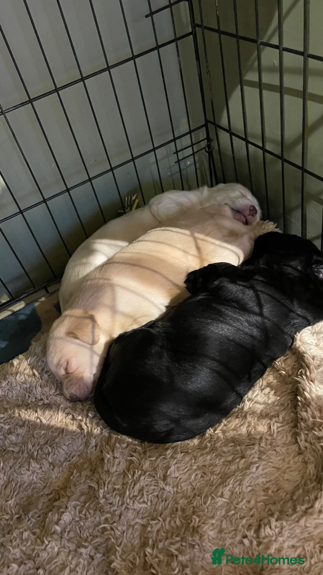 Labrador Retriever dogs for sale: Outstanding working kennel club puppies for sale in Cirencester - Advert 18