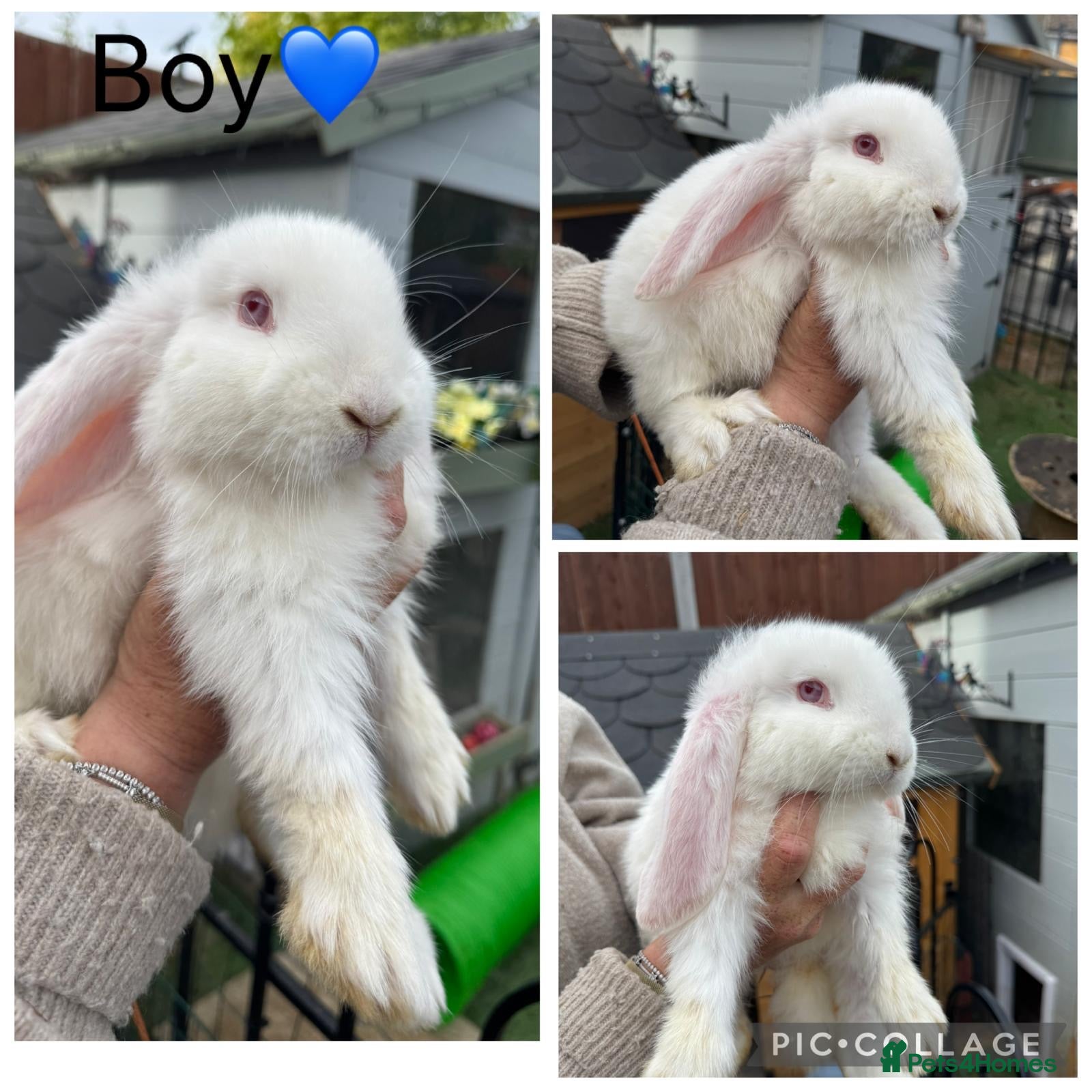 French Lop rabbits French lop - Advert 14