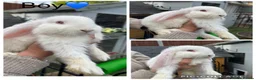 French Lop rabbits for sale: French lop - Advert 6