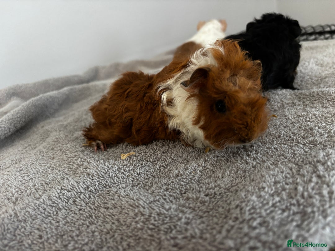 Guinea Pig rodents for sale: Baby guinea pigs for sale male and female ready  - Image 4