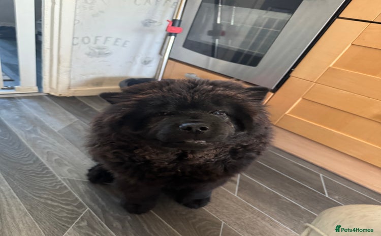 Chow Chow dogs - Advert 2