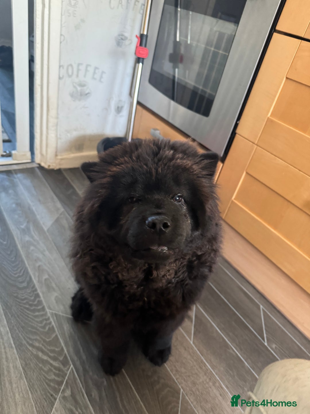 Chow Chow dogs for sale: Female chow chow for sale - Image 1