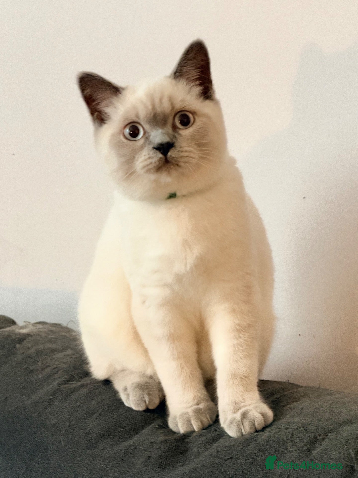 British Shorthair cats British Shorthair Kittens (available now) - Advert 10