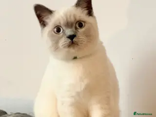 British Shorthair cats British Shorthair Kittens (available now) - Advert 1